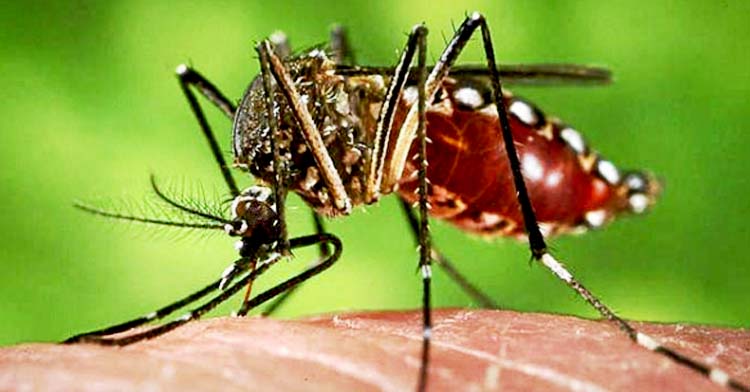 Ministerio de Salud confirma segundo caso de Chikungunya